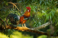 Kur bankivsky - Gallus gallus - Red Junglefowl 3162